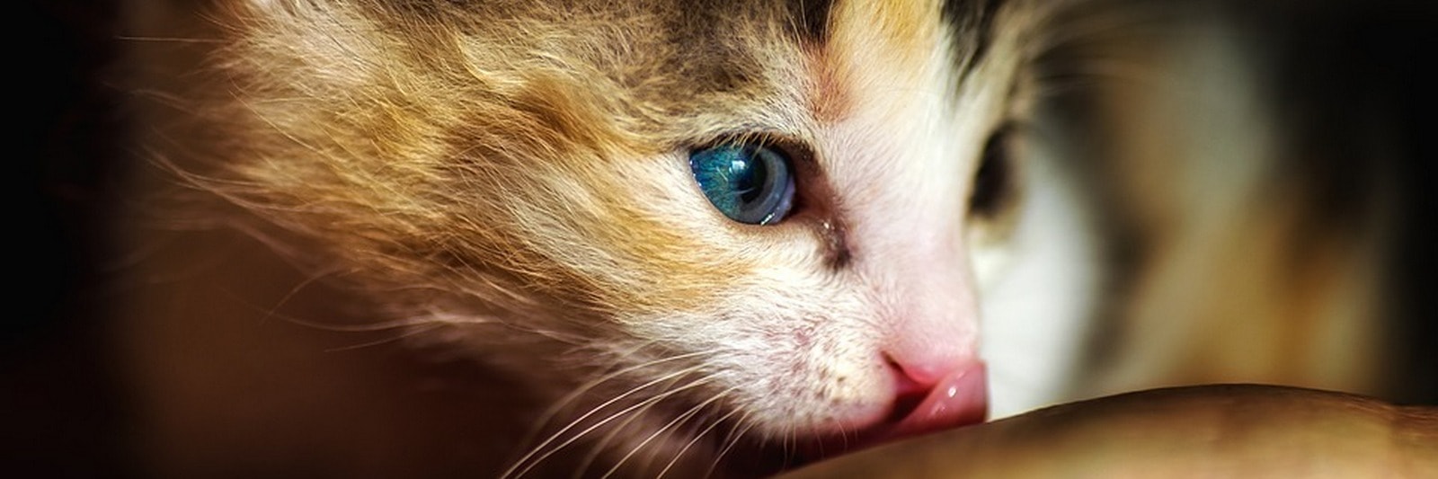 animali1-realiidee-min